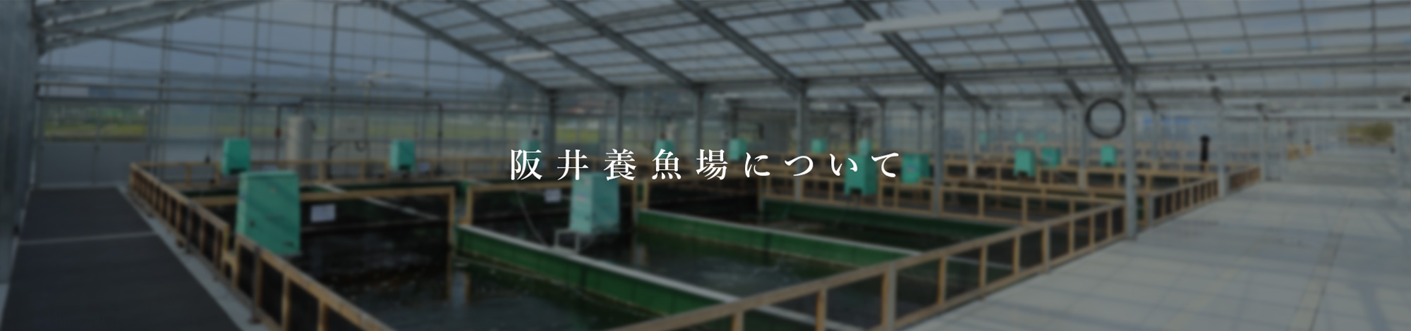 阪井養魚場について
