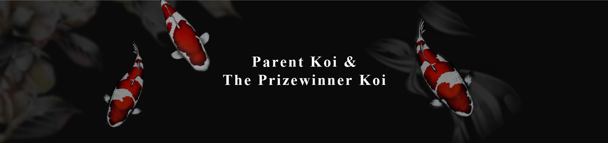 Parent Koi &The Prizewinner Koi