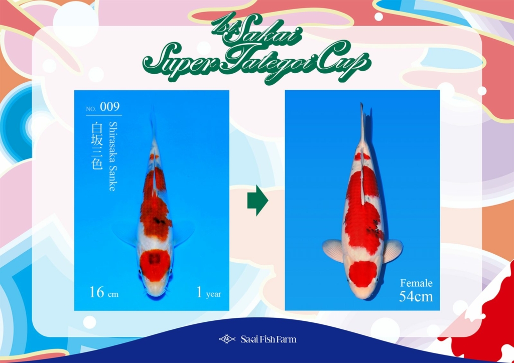 No.009 白坂三色 メス 54cm