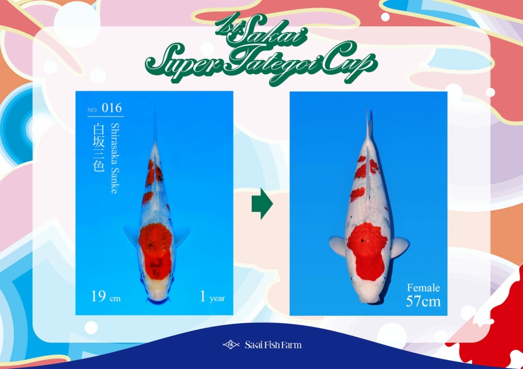 No.016 白坂三色 メス 57cm