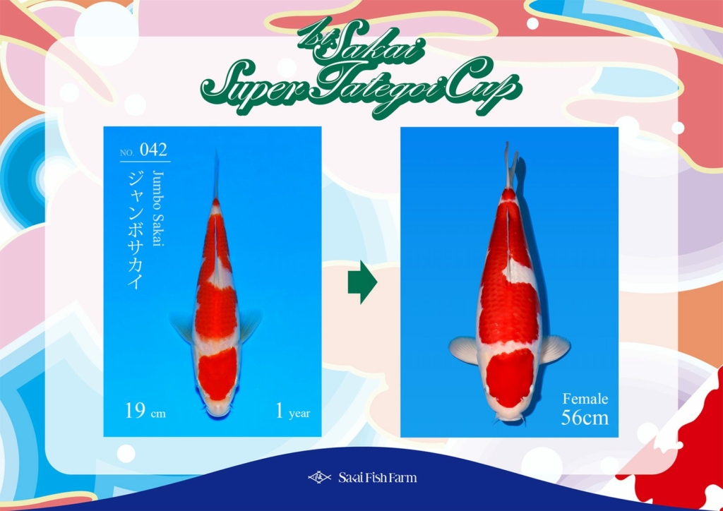 No.042 ジャンボサカイ メス 56cm