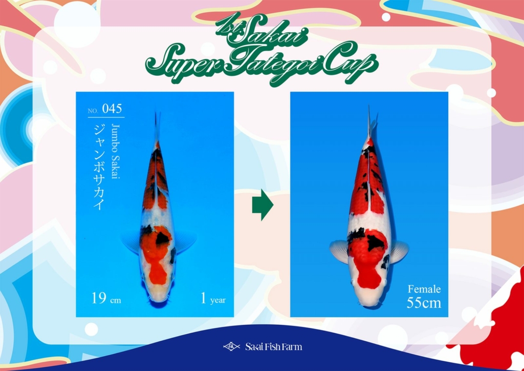 No.045 ジャンボサカイ メス 55cm