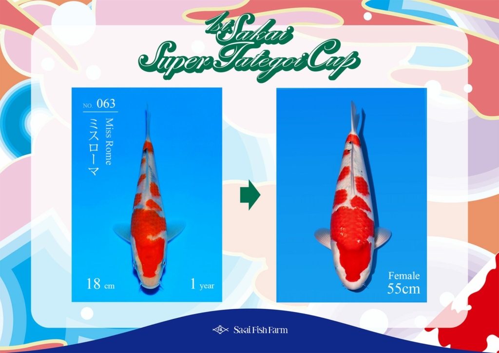 No.063 ミスローマ メス 55cm