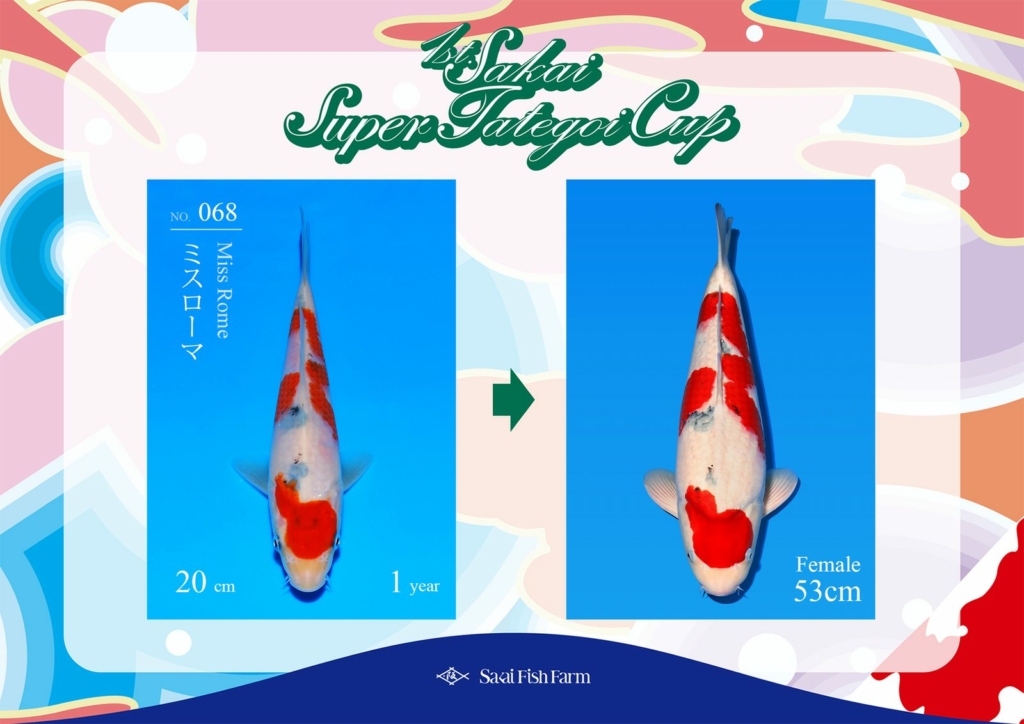 No.068 ミスローマ メス 53cm