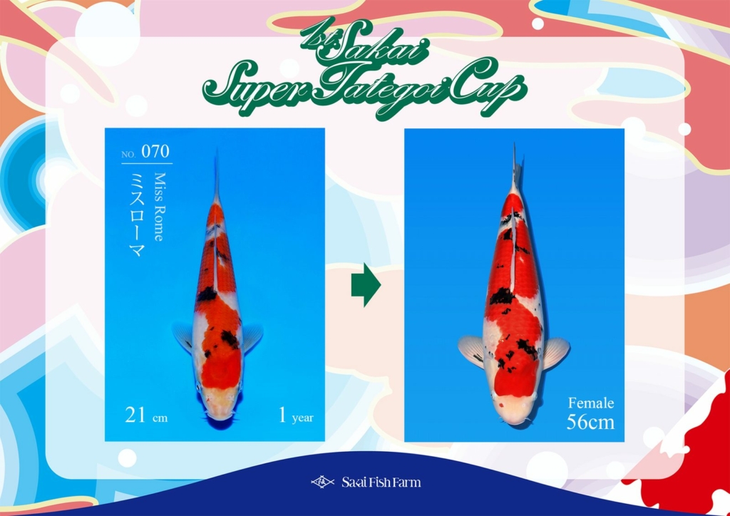 No.070 ミスローマ メス 56cm