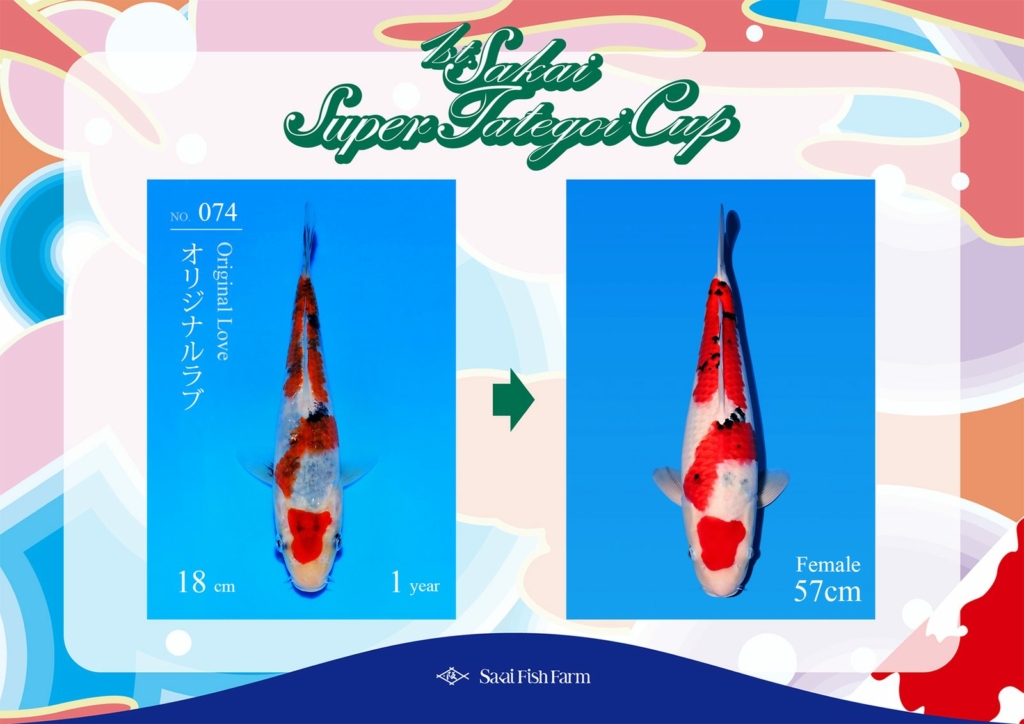No.074 オリジナルラブ メス 57cm