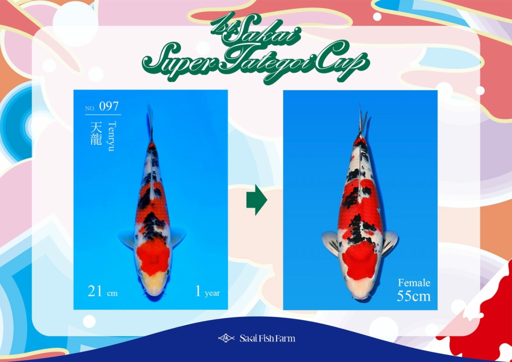 No.097 天龍 メス 55cm