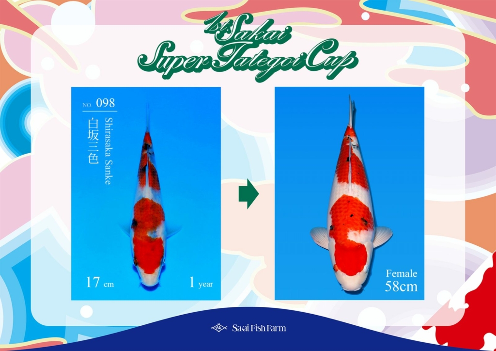 No.098 白坂三色 メス 58cm