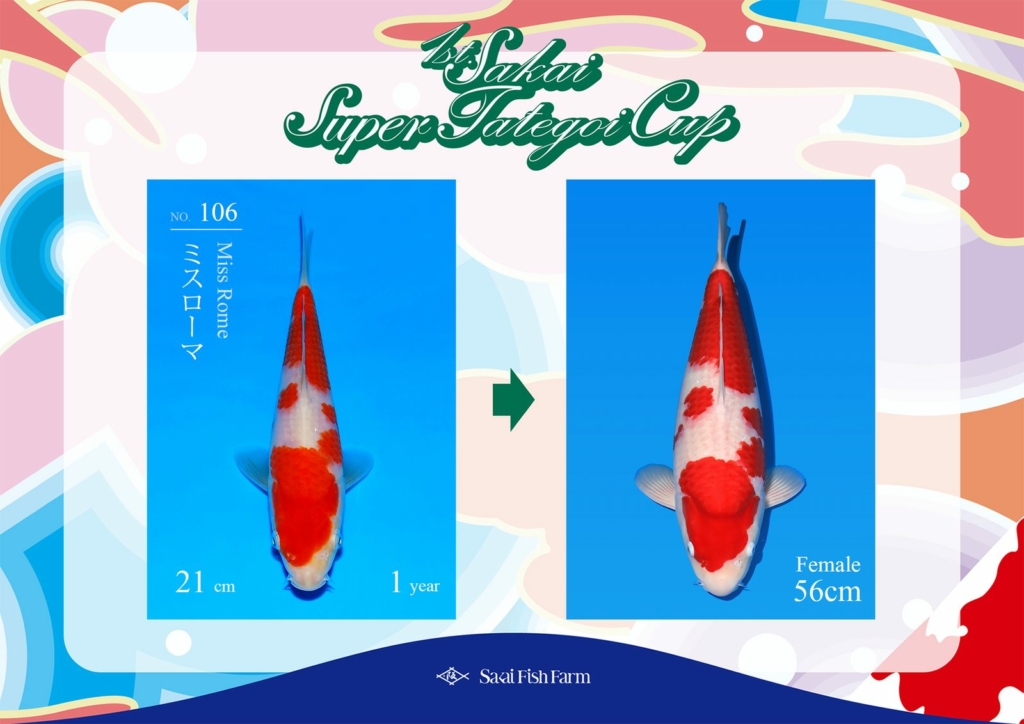 No.106 ミスローマ メス 56cm