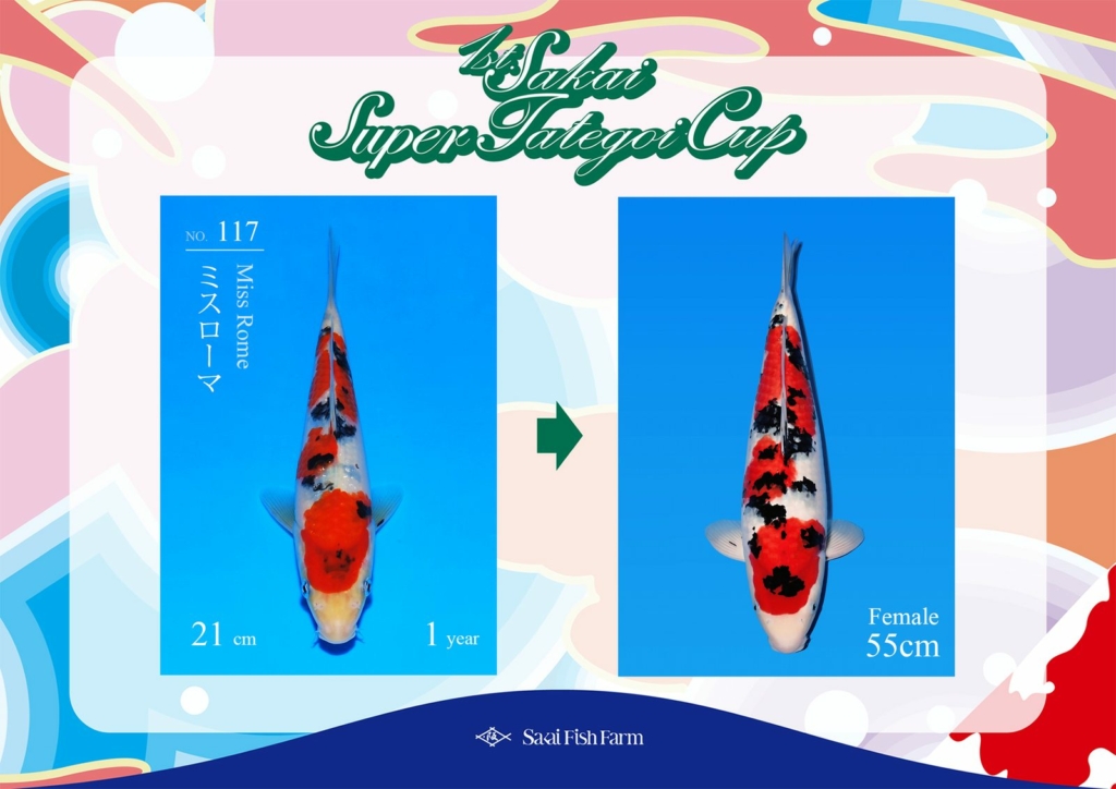 No.117 ミスローマ メス 55cm