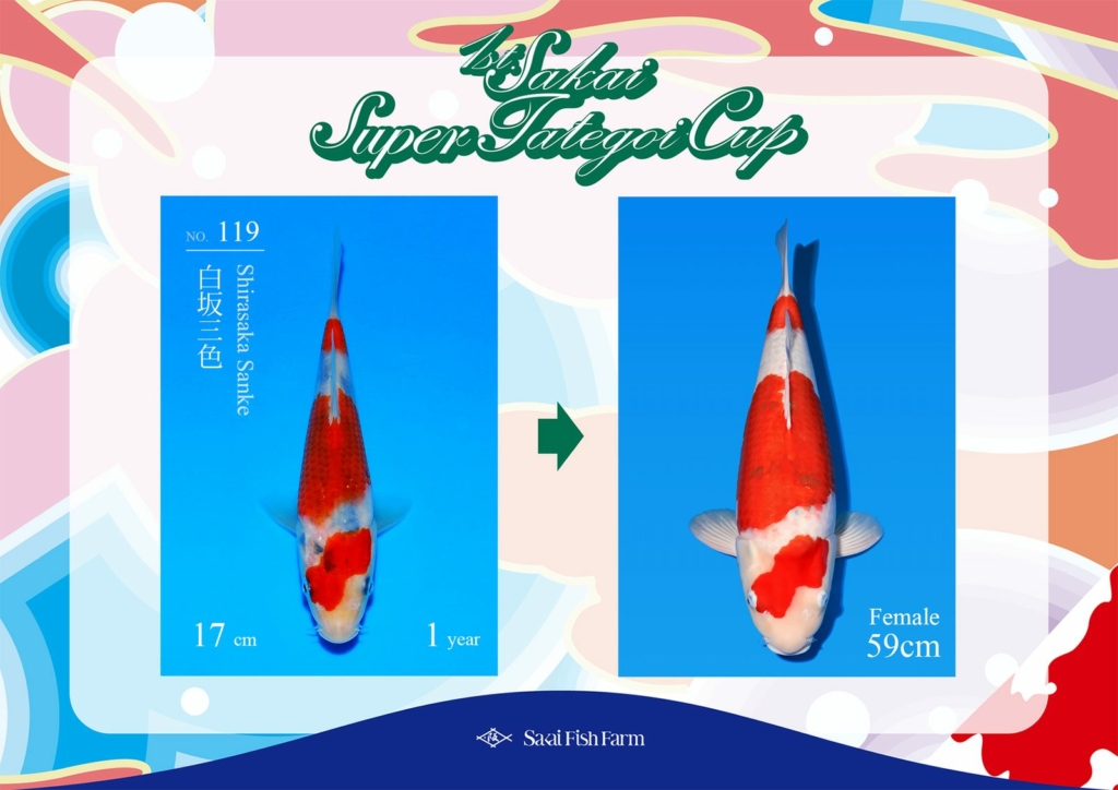 No.119 白坂三色 メス 59cm