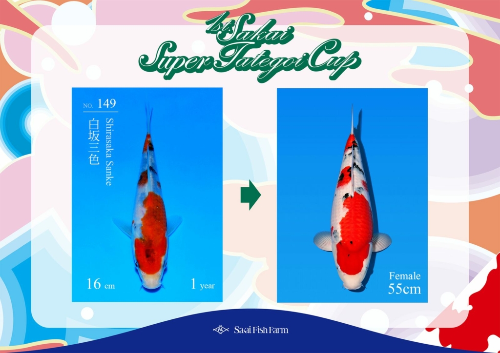 No.149 白坂三色 メス 55cm