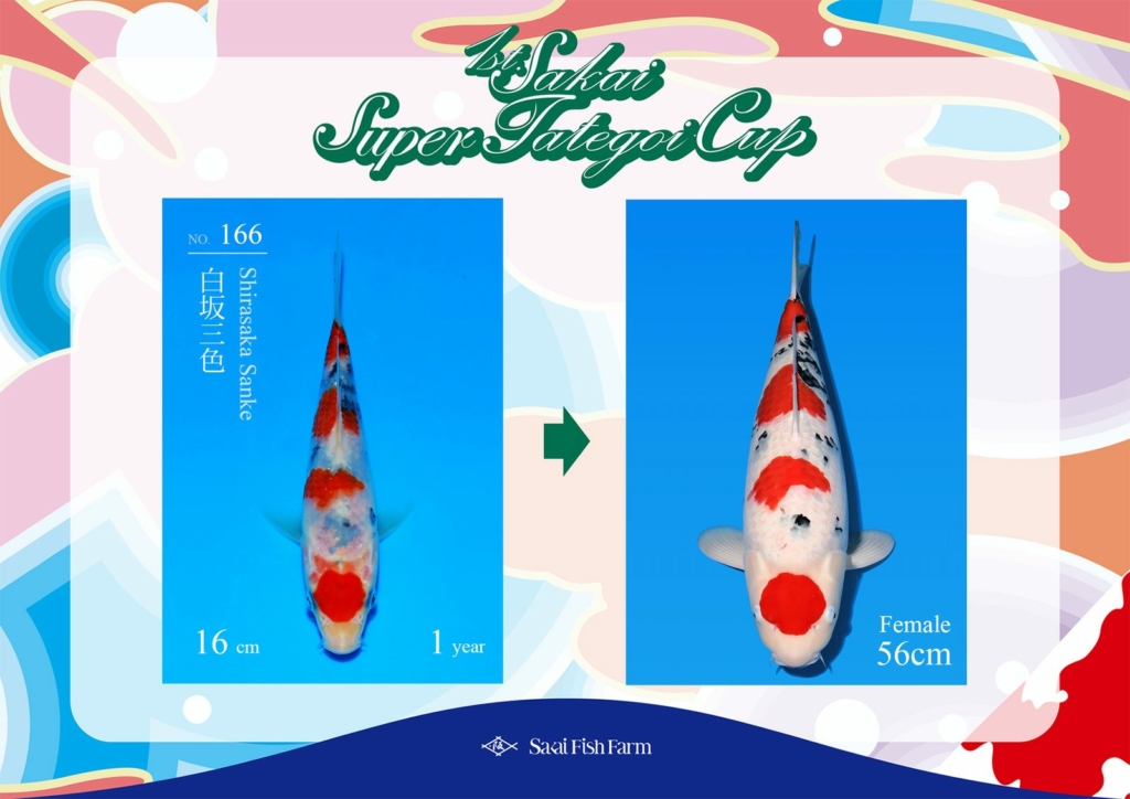 No.166 白坂三色 メス 56cm
