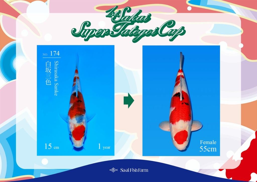 No.174 白坂三色 メス 55cm