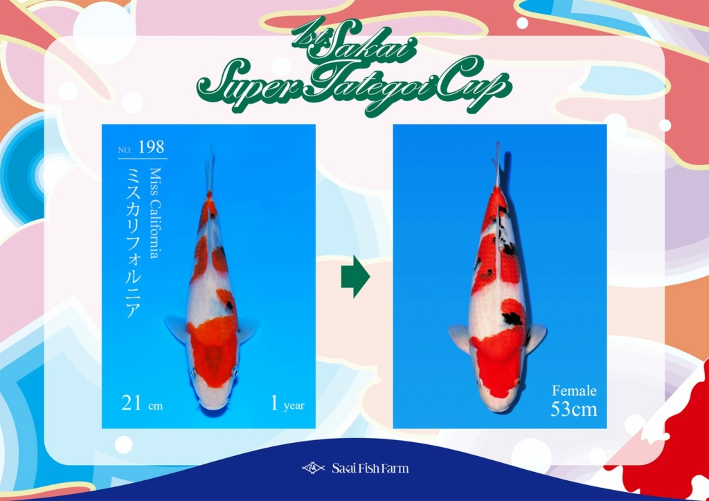 No.198 ミスカリフォルニア メス 53cm