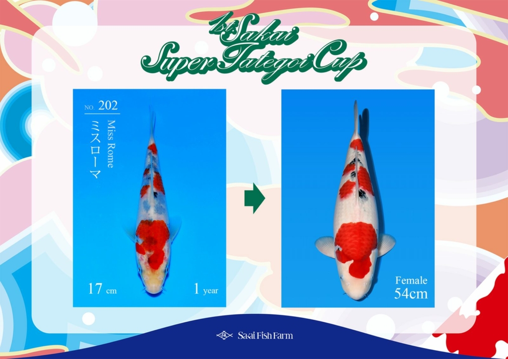 No.202 ミスローマ メス 54cm