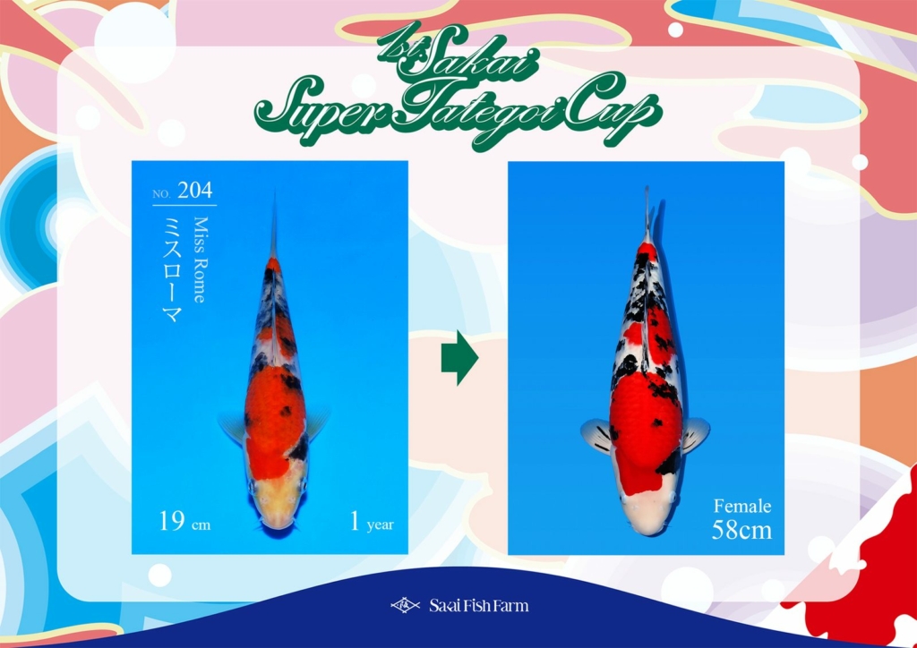 No.204 ミスローマ メス 58cm