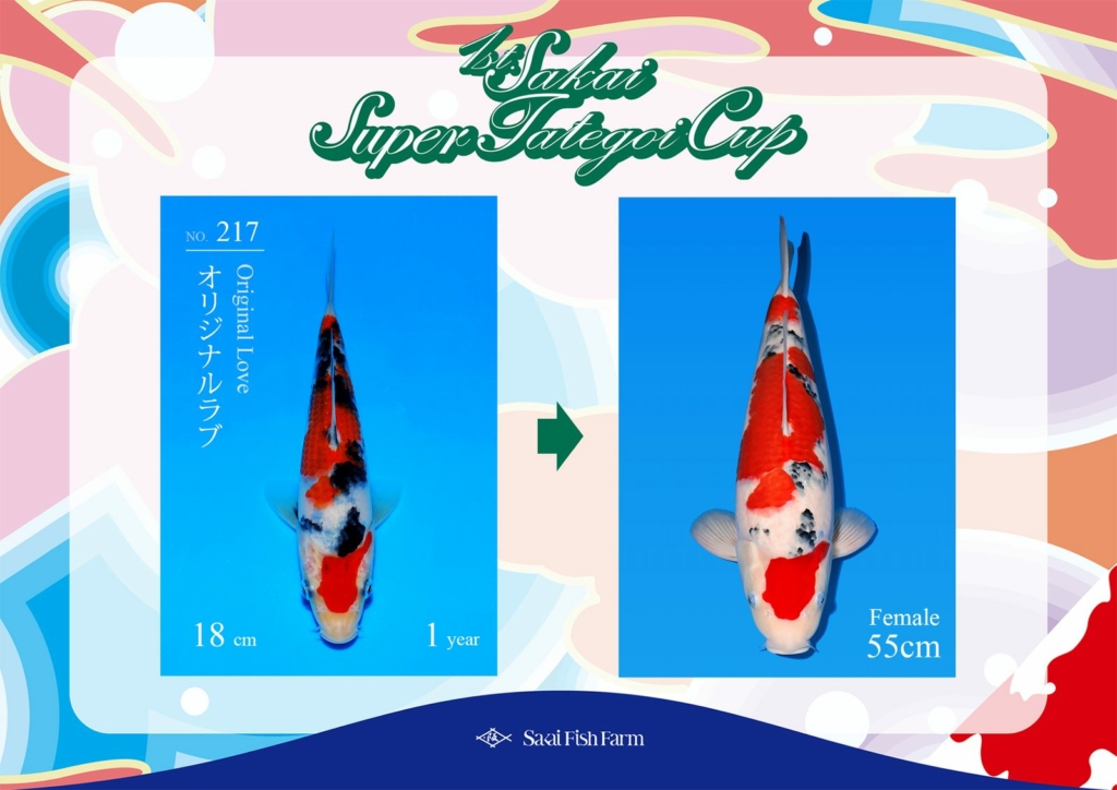 No.217 オリジナルラブ メス 55cm