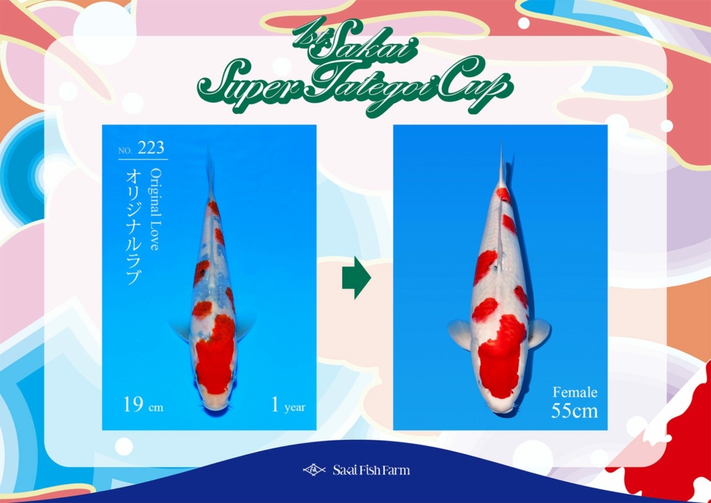 No.223 オリジナルラブ メス 55cm
