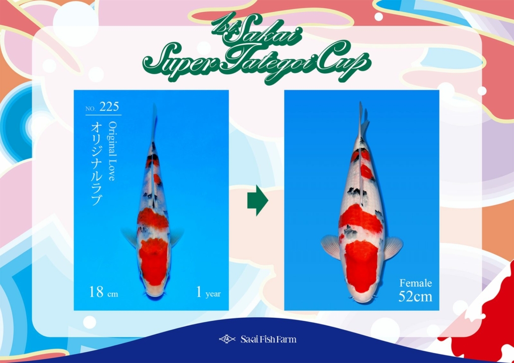 No.225 オリジナルラブ メス 52cm