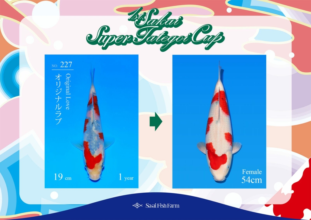 No.227 オリジナルラブ メス 54cm