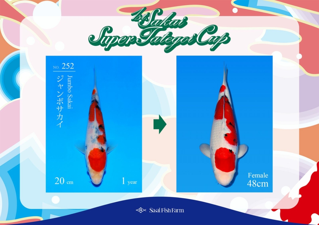 No.252 ジャンボサカイ メス 48cm