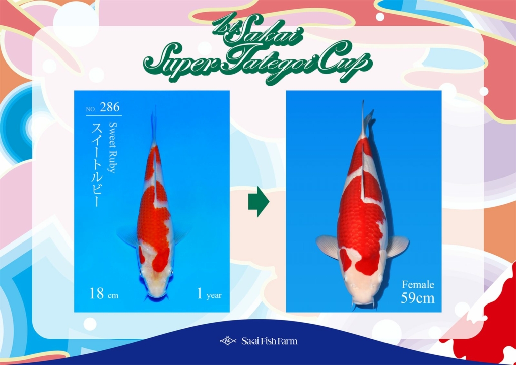 No.286 スイートルビー メス 59cm
