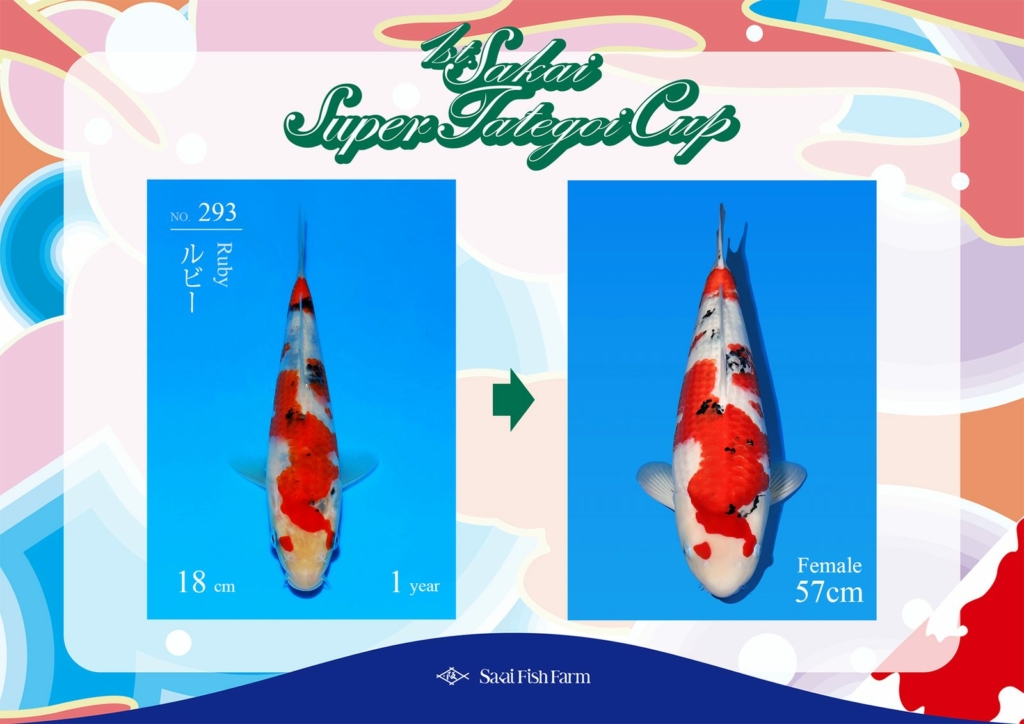 No.293 ルビー メス 57cm