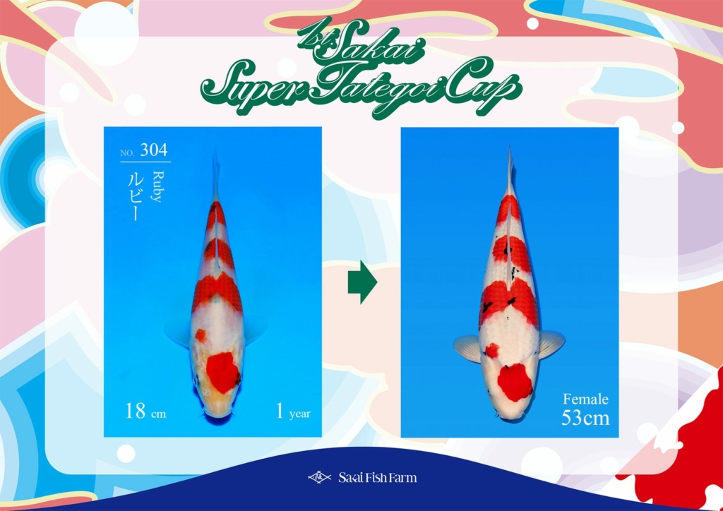 No.304 ルビー メス 53cm
