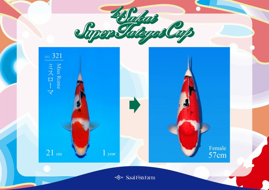 No.321 ミスローマ メス 57cm
