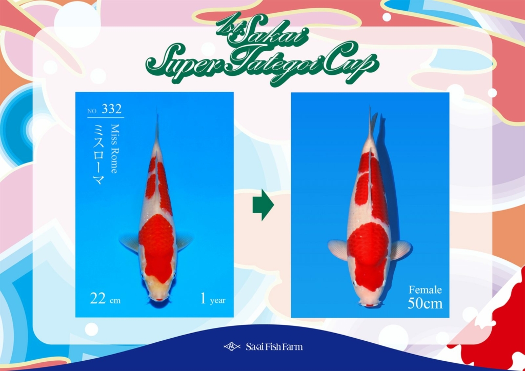No.332 ミスローマ メス 50cm