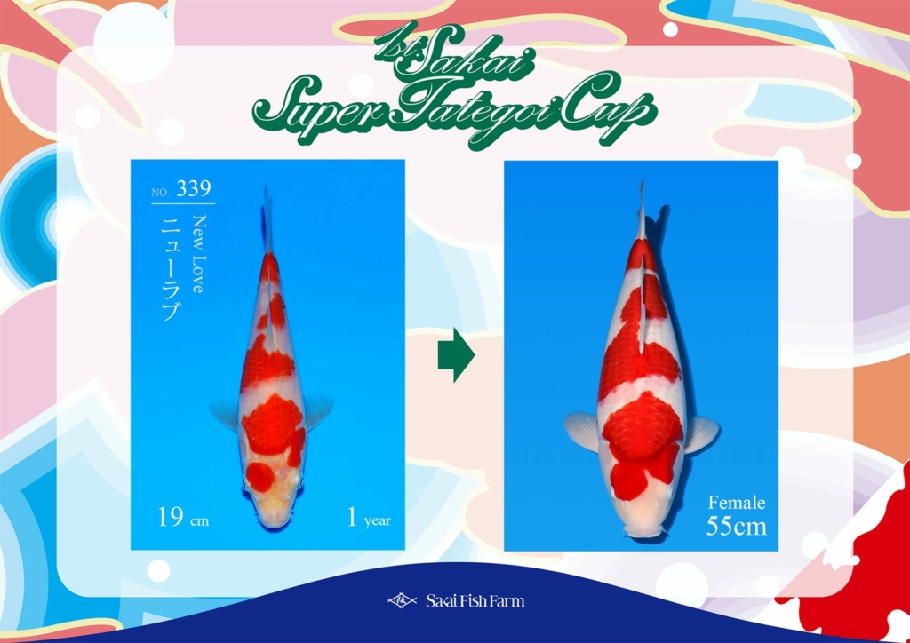 No.339 ニューラブ メス 55cm