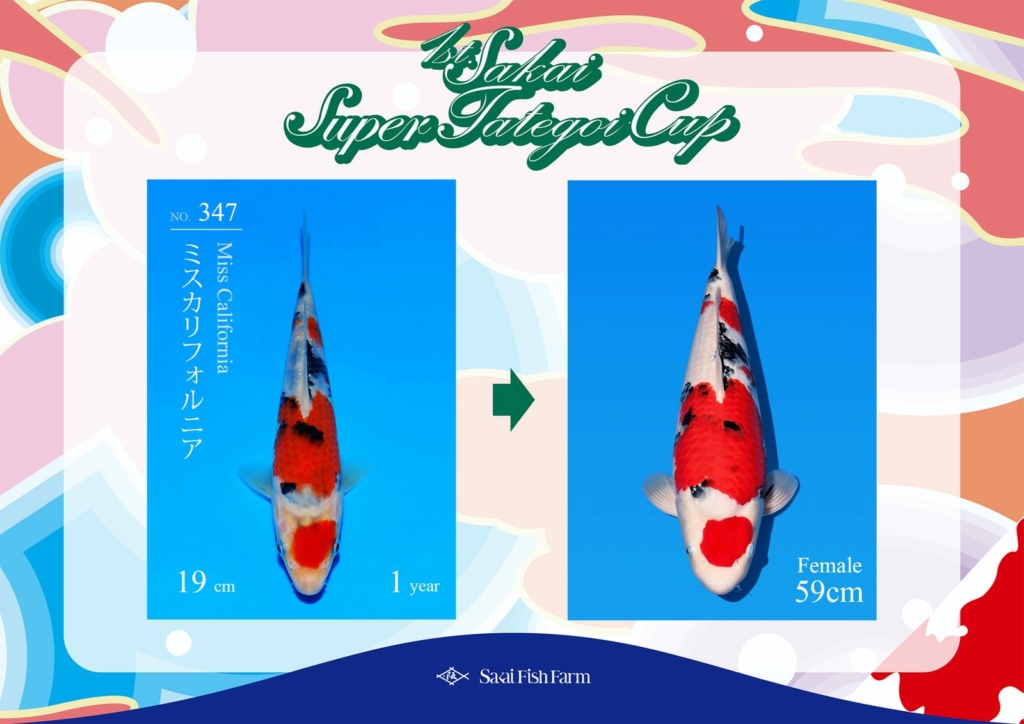 No.347 ミスカリフォルニア メス 59cm