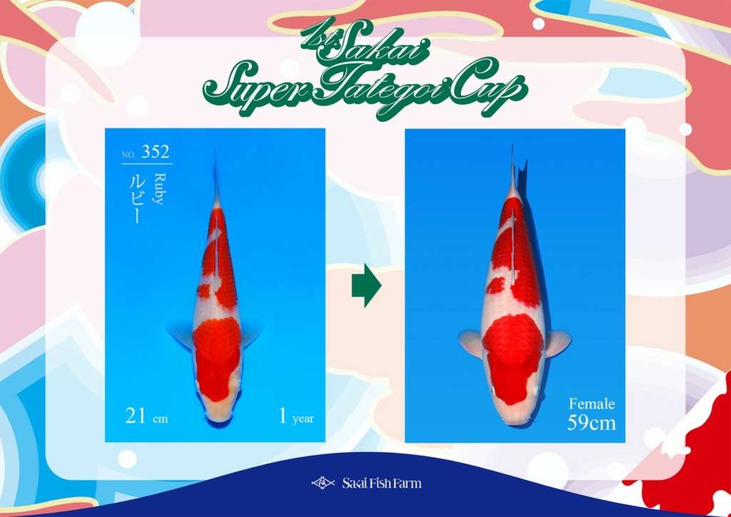 No.352 ルビー メス 59cm