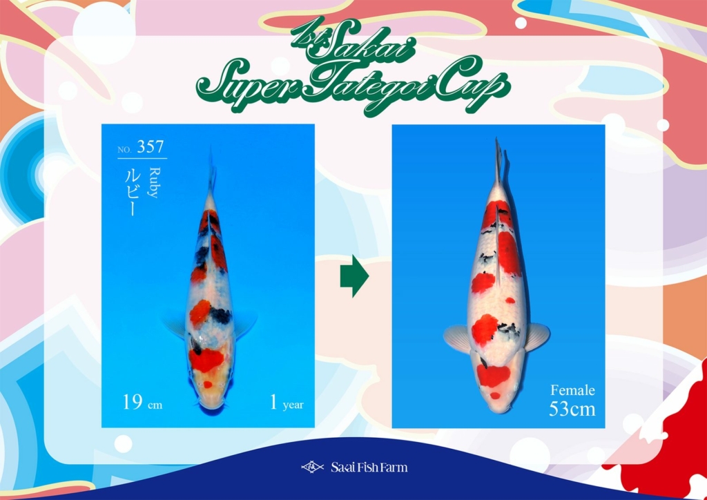 No.357 Ruby Female 53cm