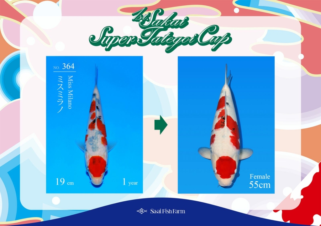 No.364 ミスミラノ メス 55cm