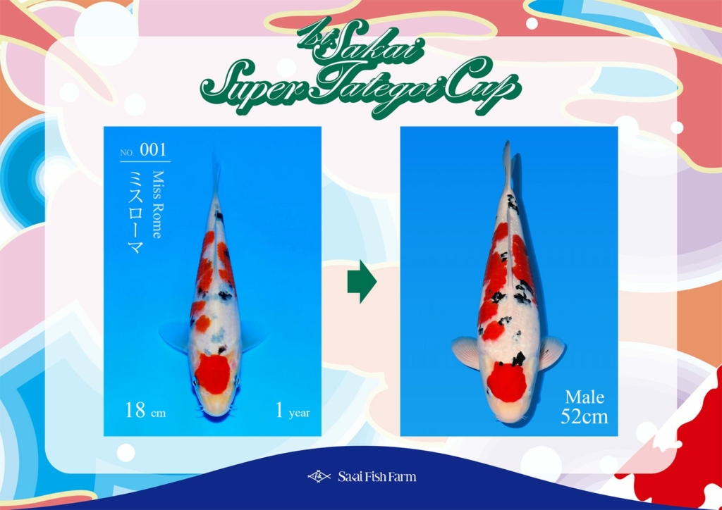 No.001 ミスローマ オス 52cm