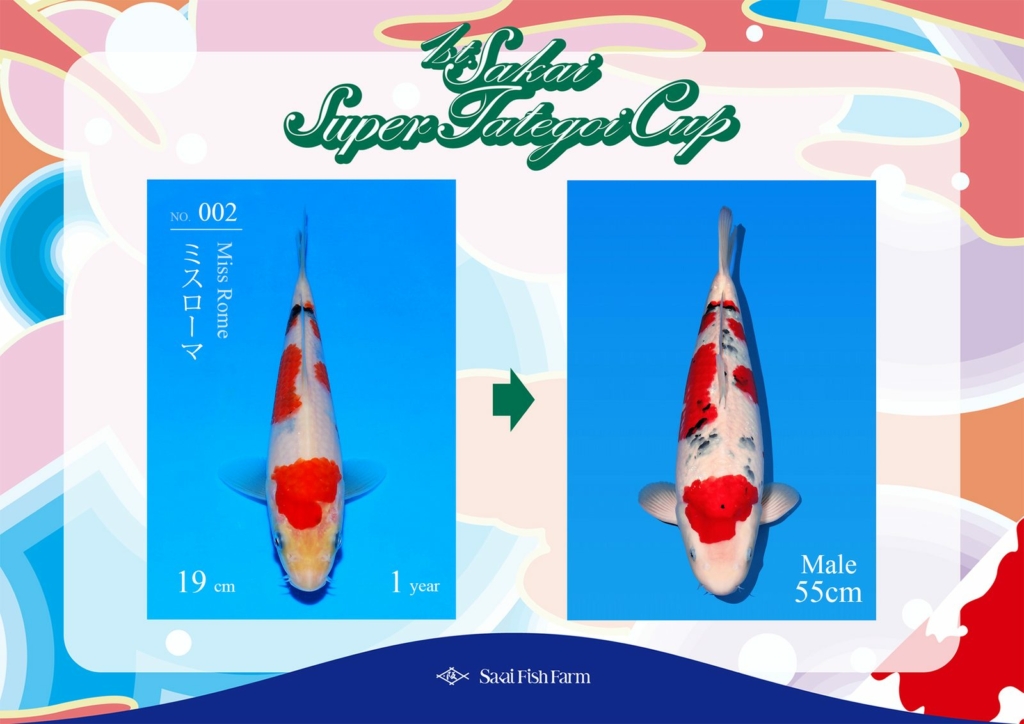 No.002 ミスローマ オス 55cm