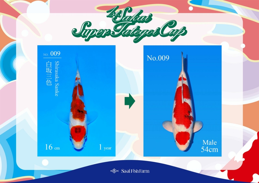 No.009 Shirasaka Sanke Male 54cm