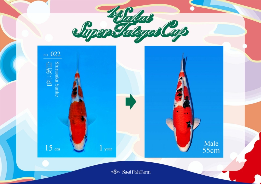 No.022 白坂三色 オス 55cm