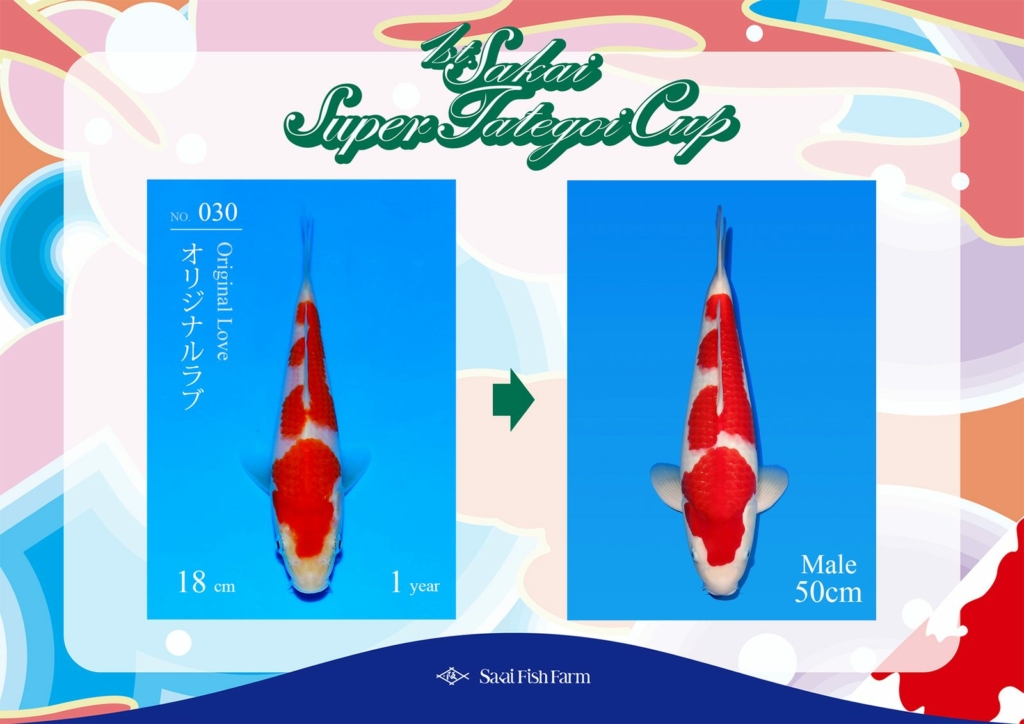 No.030 オリジナルラブ オス 50cm