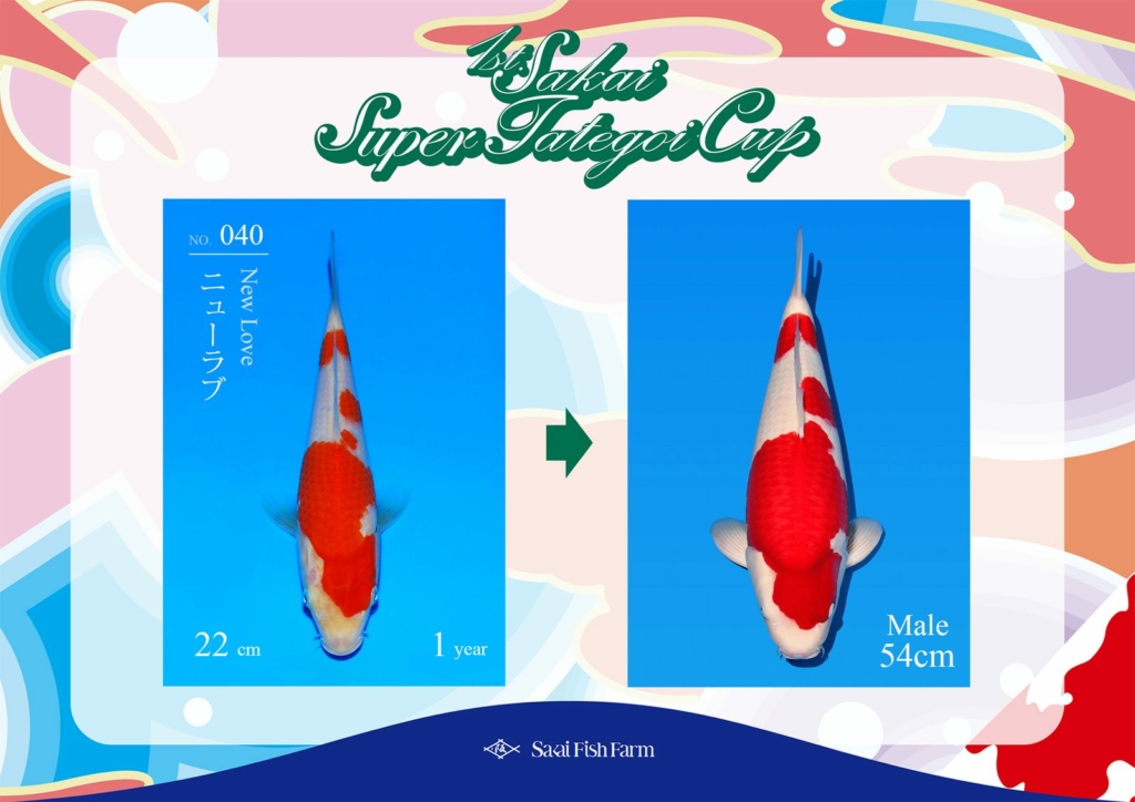 No.040 ニューラブ オス 54cm