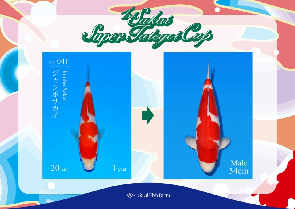 No.041 ジャンボサカイ オス 54cm