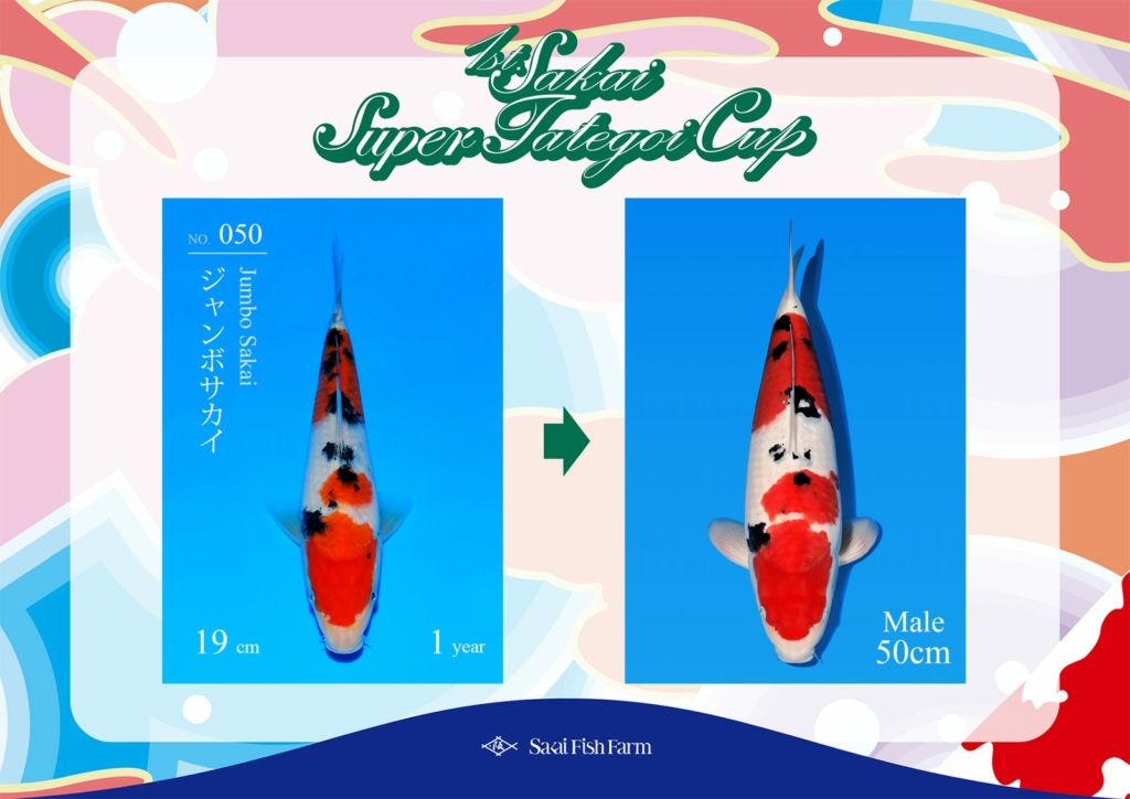 No.050 ジャンボサカイ オス 50cm