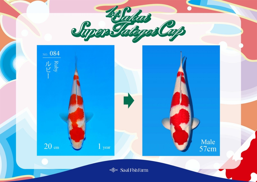No.084 ルビー オス 57cm