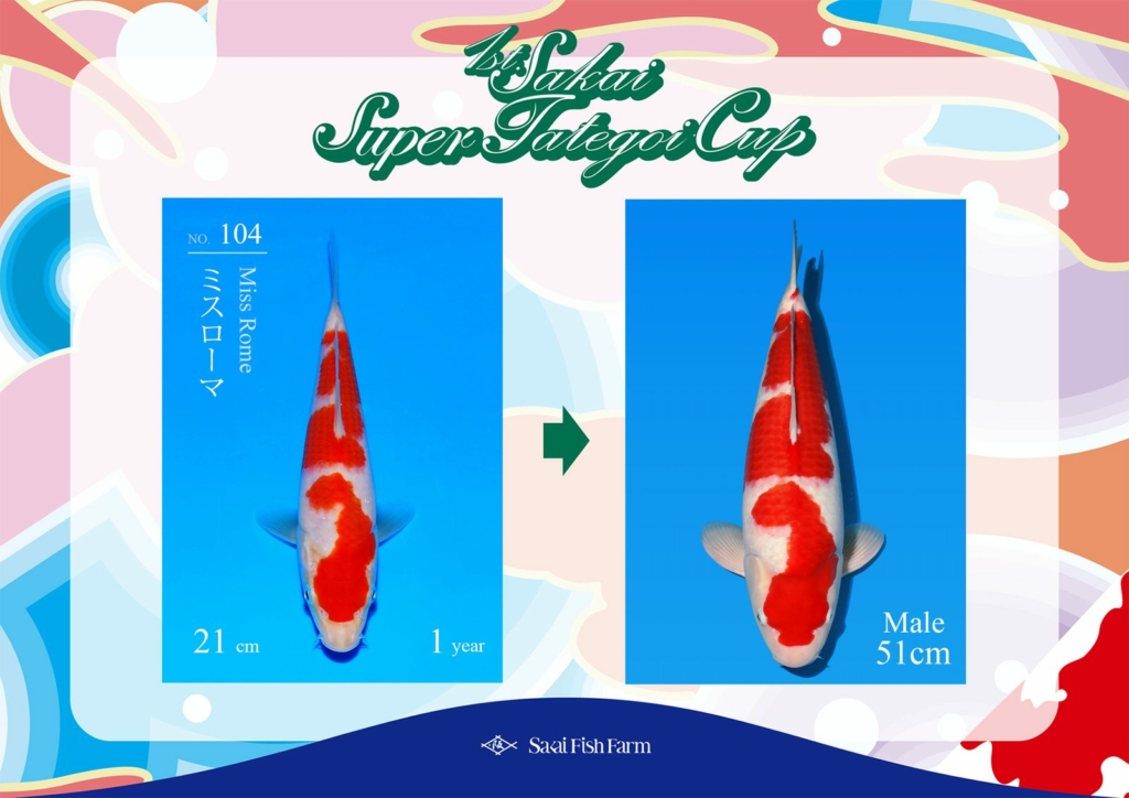 No.104 ミスローマ オス 51cm