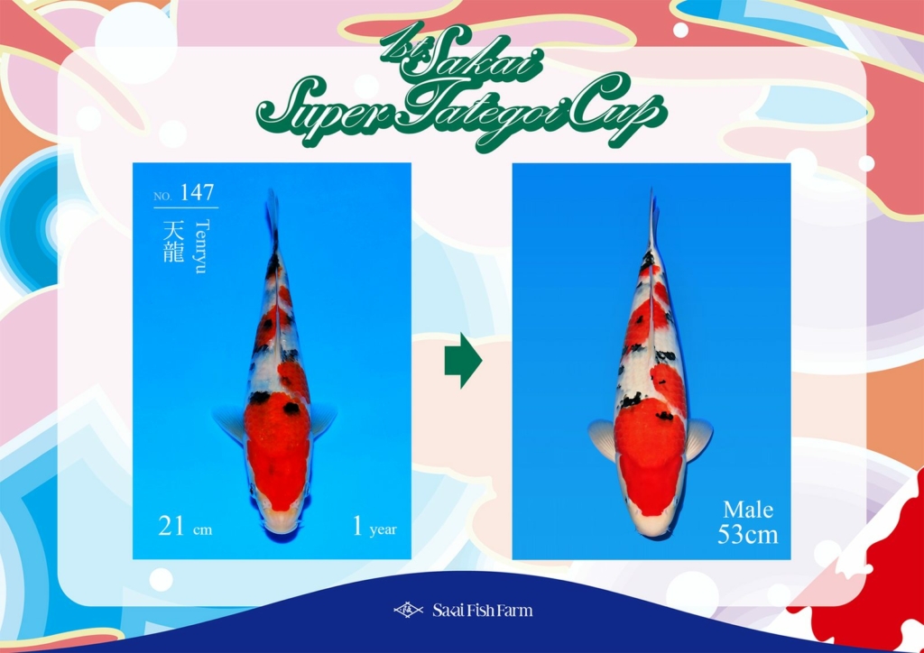 No.147 天龍 オス 53cm