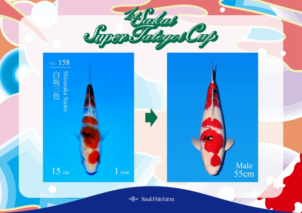 No.158 白坂三色 オス 55cm