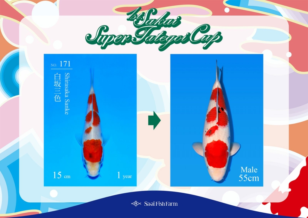 No.171 白坂三色 オス 55cm