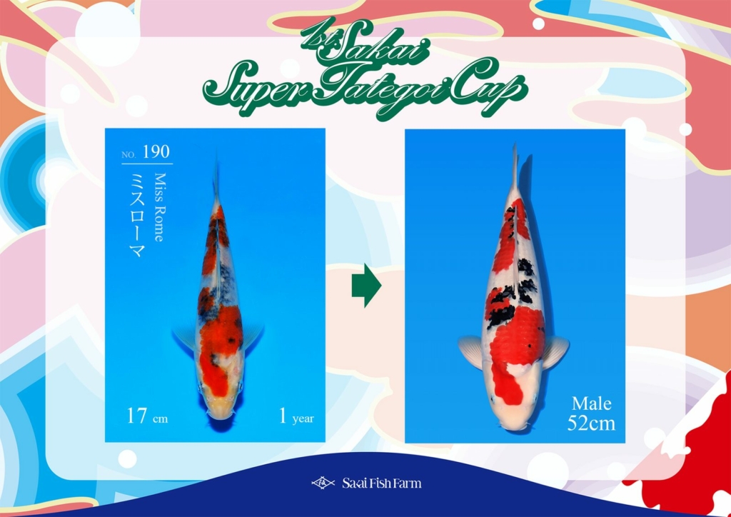 No.190 ミスローマ オス 52cm